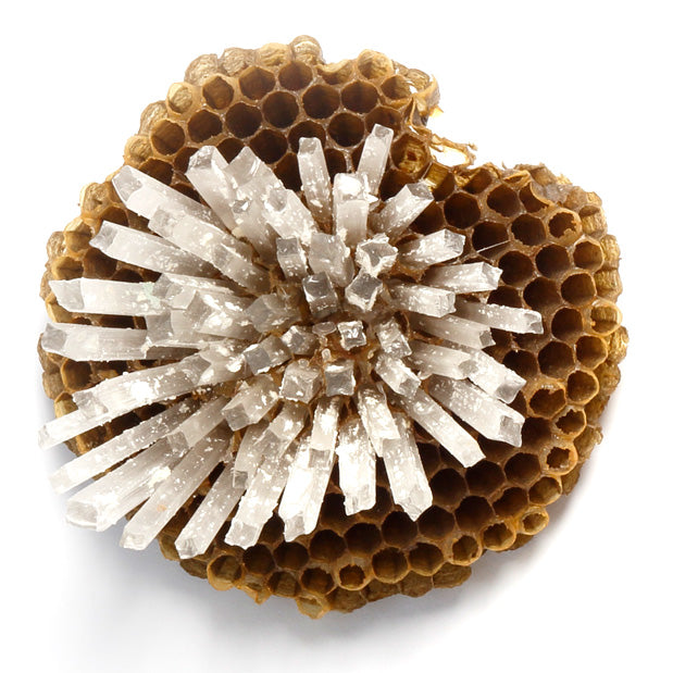 Paper Wasp Combs - LBK Studio