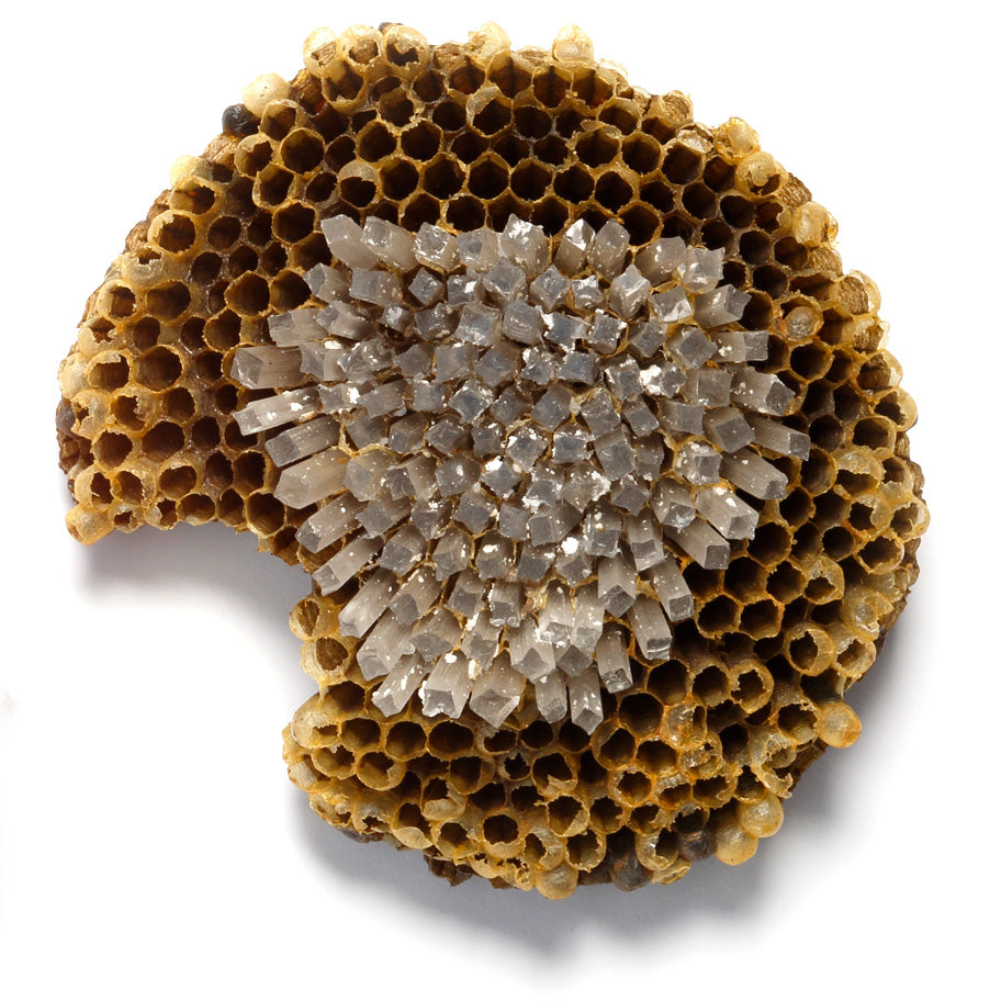 Paper Wasp Combs - LBK Studio